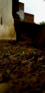 plant shoots image emerging over time, illustrating the slow unfolding behind moments of boredom